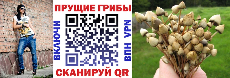 Галлюциногенные грибы Psilocybine cubensis  Лакинск 